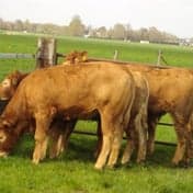 Kinderdagverblijf 'Koetje Boe' foto 4