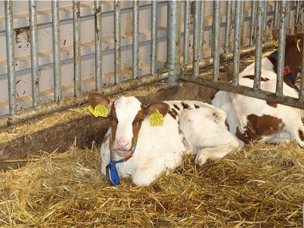 BSO 't Koetje foto 7