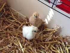 NSO Prins Heerlijk B.V. 3