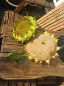 NSO Prins Heerlijk B.V. foto 5