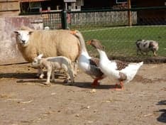 De Peuterboerderij foto 4