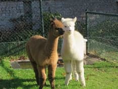 De Peuterboerderij foto 5