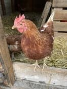 Kinderopvang De Petteflet Burum foto 7