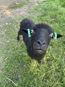 Kinderopvang De Petteflet Burum foto 8