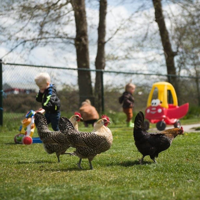 Kinderopvang De lytse haskes 3