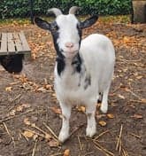 BSO Het Woelige Nest foto 7