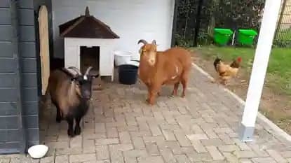 PO Grote Beer foto 7