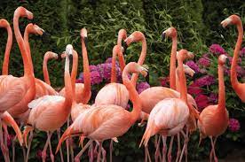 BSO Nieuwe Pekela De Flamingo's
