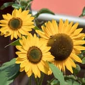 Het Vlindertje foto 8