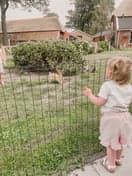 De Vrije Vogeltjes 3