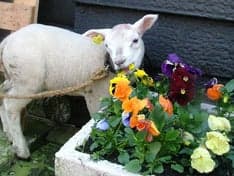 De Boerderij foto 10