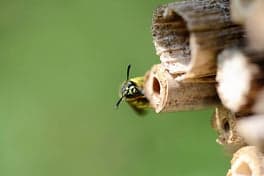 BSO Aldeboarn foto 10