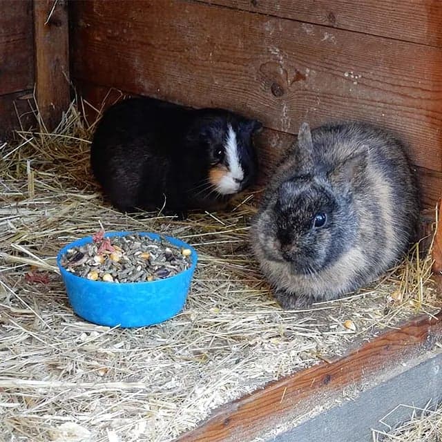 BSO de Koele Kikkers foto 10