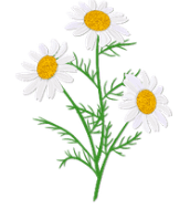 Kinderdagverblijf Bimal Madeliefje B.V. foto 8