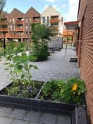 KC Zonnebloem foto 4