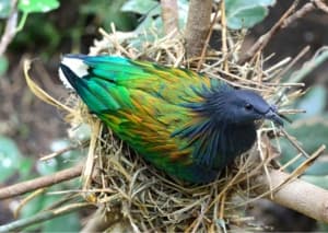 PeuterStart Vogelnest foto 5