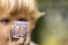 Flierefluiters foto 8