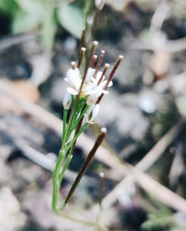 Het Springkruid foto 4