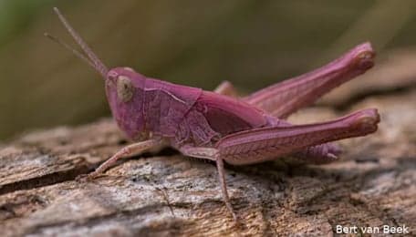 Het Springkruid foto 6