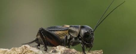 Het Springkruid foto 9