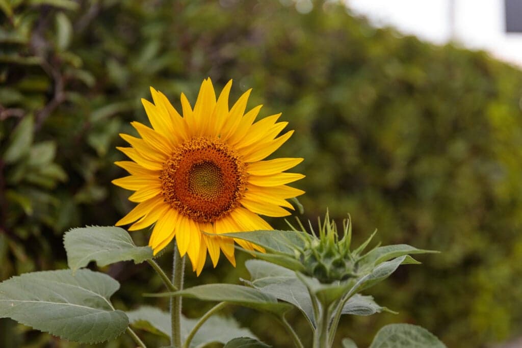 Kindercentrum De Bonte Koets foto 7
