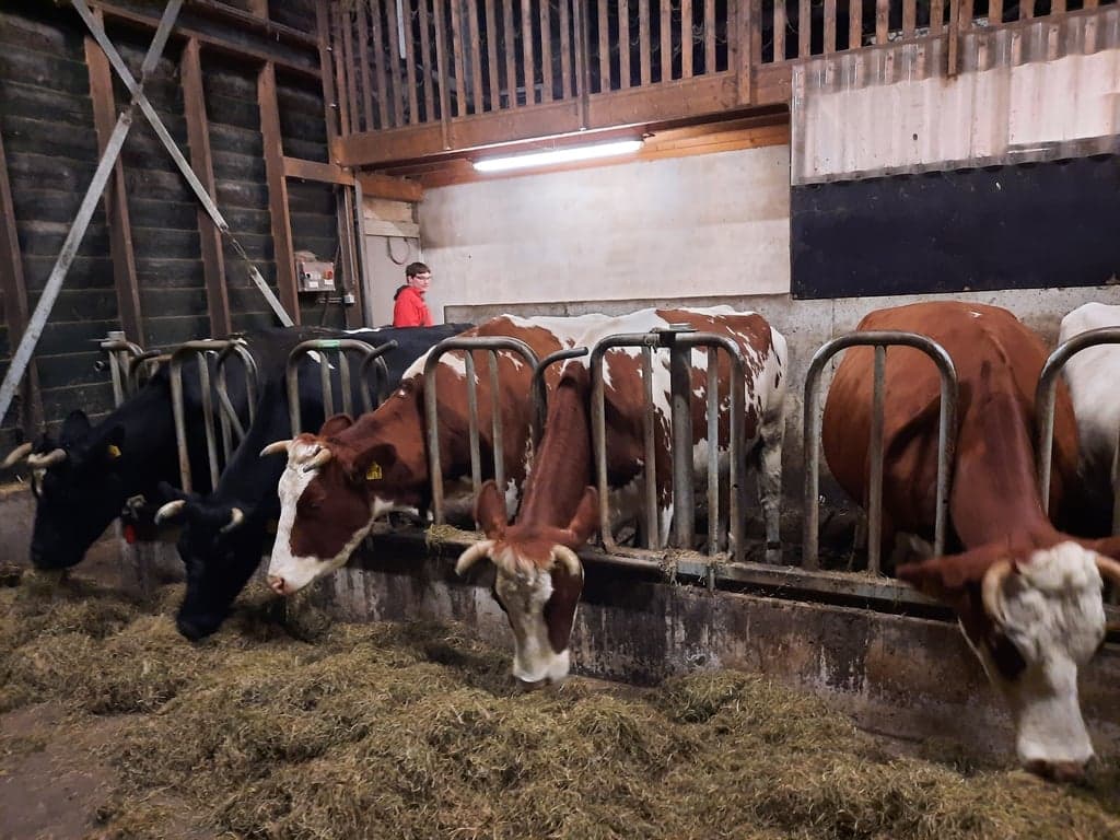 De Stadshoeve foto 7