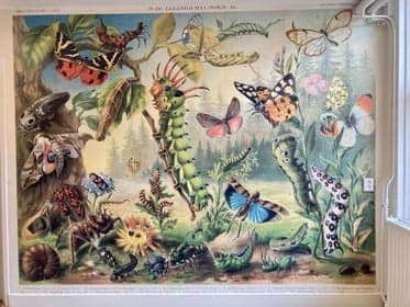 KDV De Dappere Dodo 2