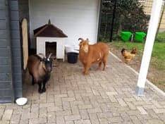 KDV Pippeloentje foto 5