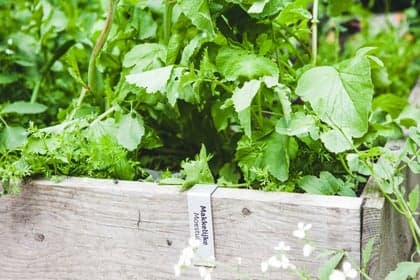 BSO Zwanevlot foto 8