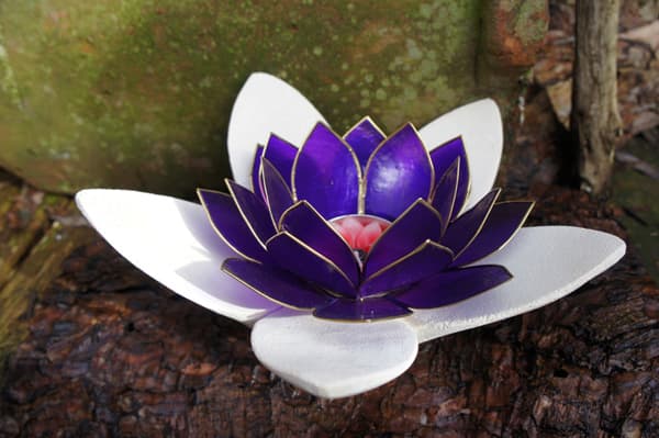 PO de Lotusbloem foto 9