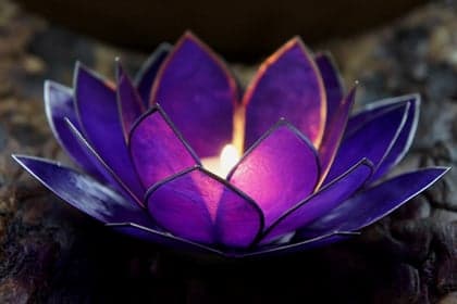 PO de Lotusbloem foto 10