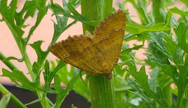 De Geheime Tuin BSO Groenekan 2