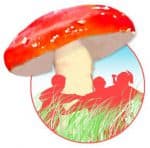 Kinderdagverblijf Het Zwammeke foto 5