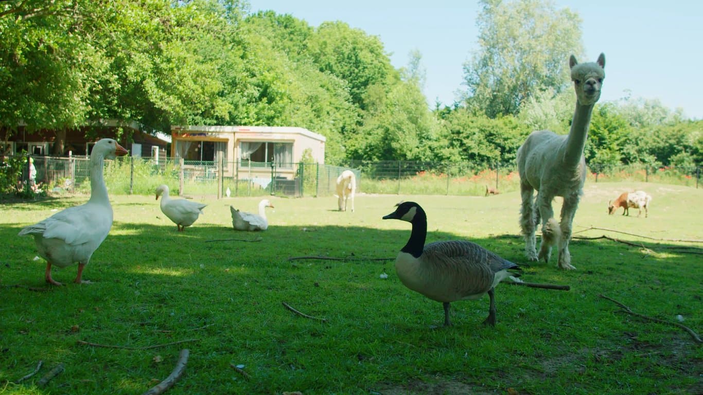 Het Zonnelicht foto 8