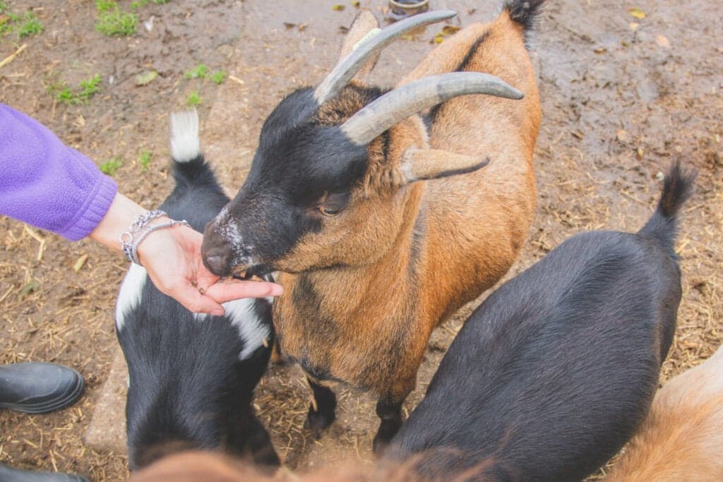 De Mukkenweide foto 8