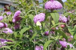 Partou KDV Vlinderhei 7 foto 6