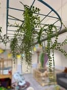 HOPPAS Almkerk d'Uylenborch foto 5