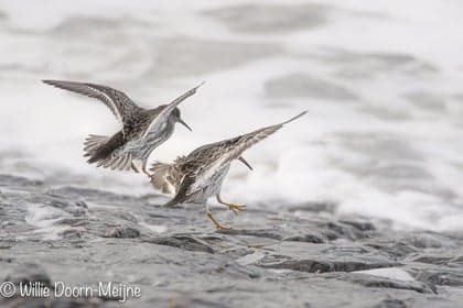 de Strandlopers foto 6