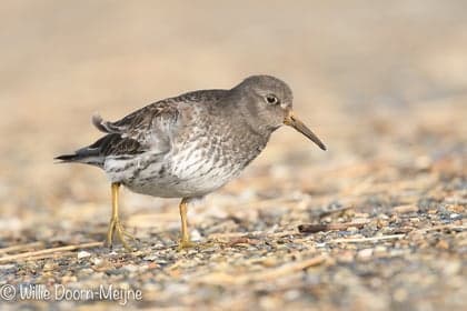 de Strandlopers foto 7