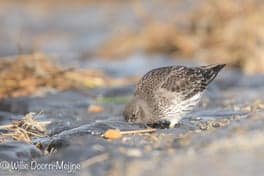 de Strandlopers foto 8