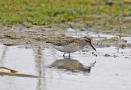 de Strandlopers foto 9