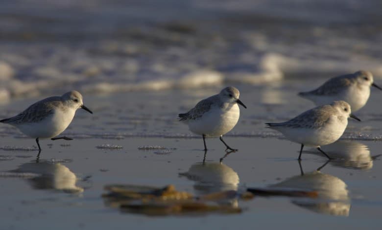 de Strandlopers foto 10