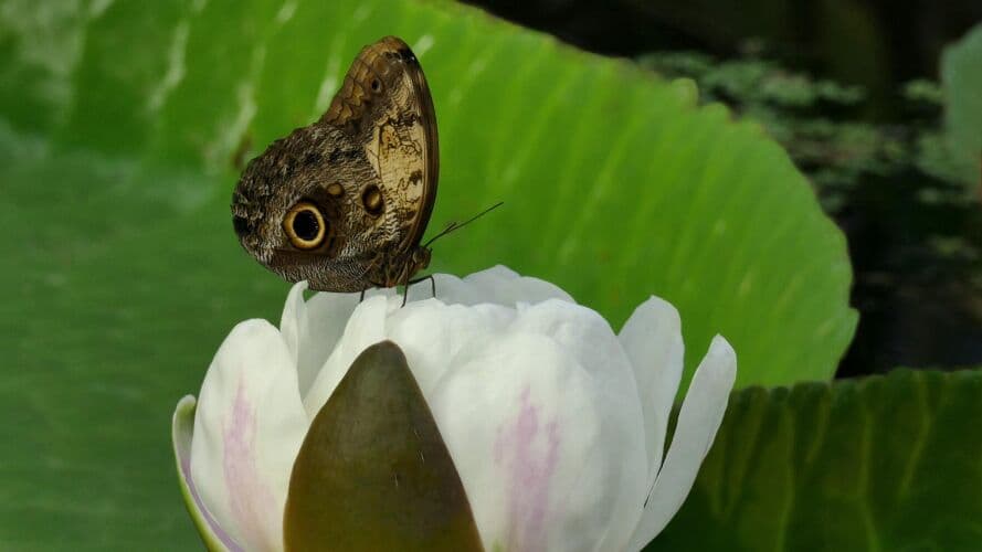 Vlindertuin Leiden 3