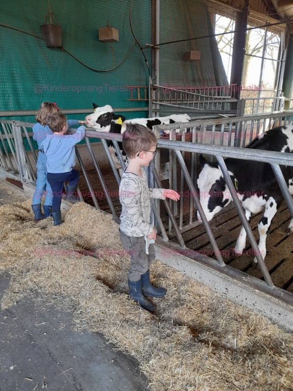 BSO Tierelier foto 9