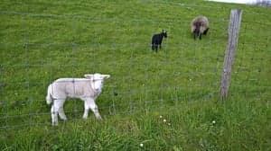 KC Poortugaal foto 4