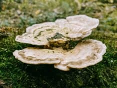 De Paddestoel foto 9