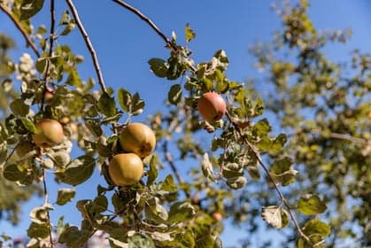 BSO De Aventurijn foto 5