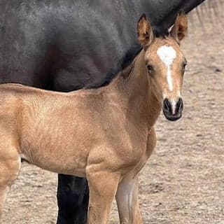 Buba Mara KDV foto 8