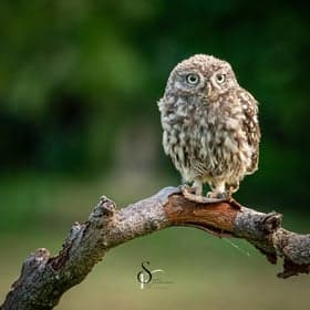 Uilen foto 10