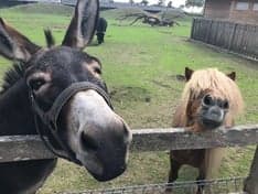 Agrarisch kinderdagverblijf Knorretje v.o.f. foto 9